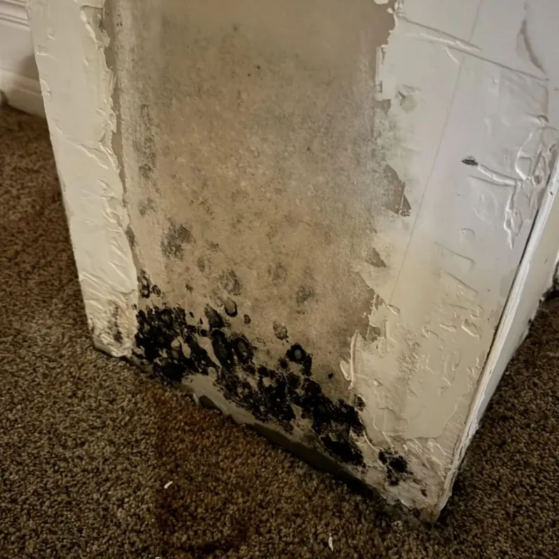Professional Mold Removal in East Peoria, IL